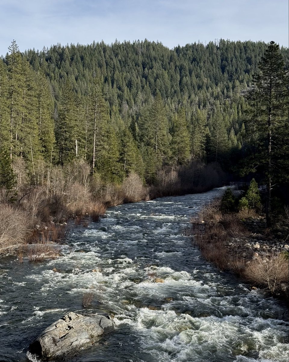 Bronze Goat tweet media