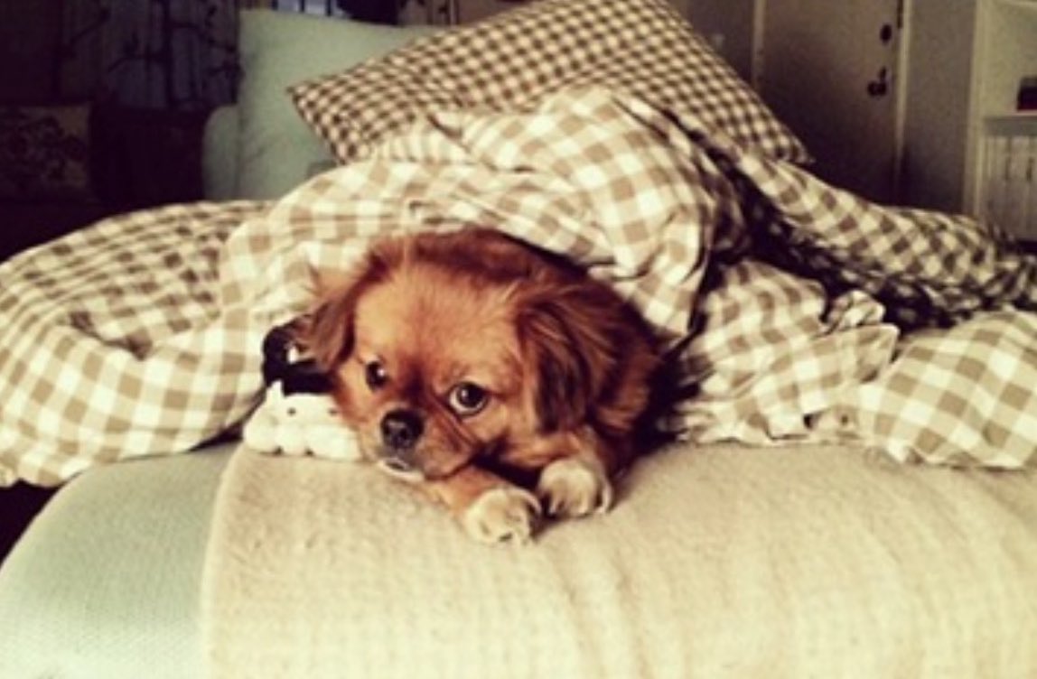 Sall Grover tweet media