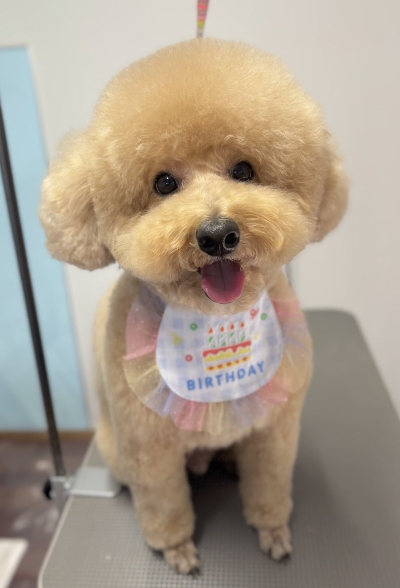mari_sama25's tweet photo. トフィートミーカット💗
トミー来週誕生日やからなんかつけてもろとる😂笑
もふもふかわいい🫶 https://t.co/s3a0nC0V7f
