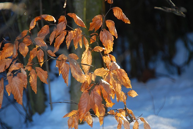 Lloyd Bornschein tweet media