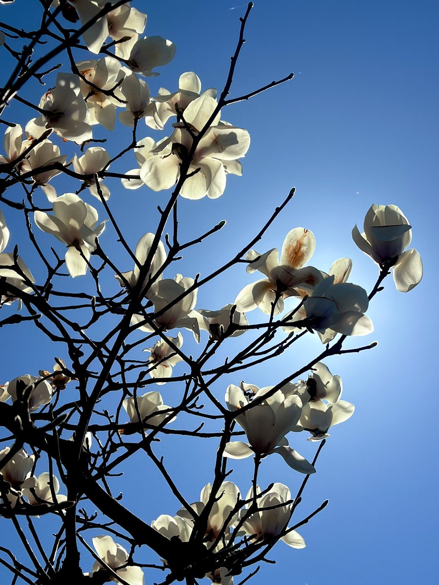 春を見つけに✨️
菜の花畑
乙女椿
木蓮