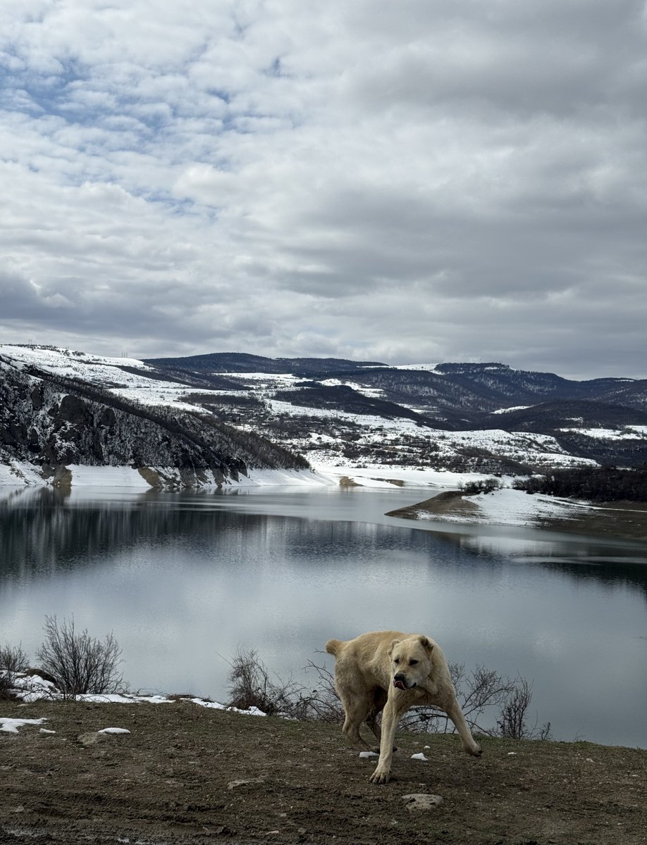 David Harrison tweet media