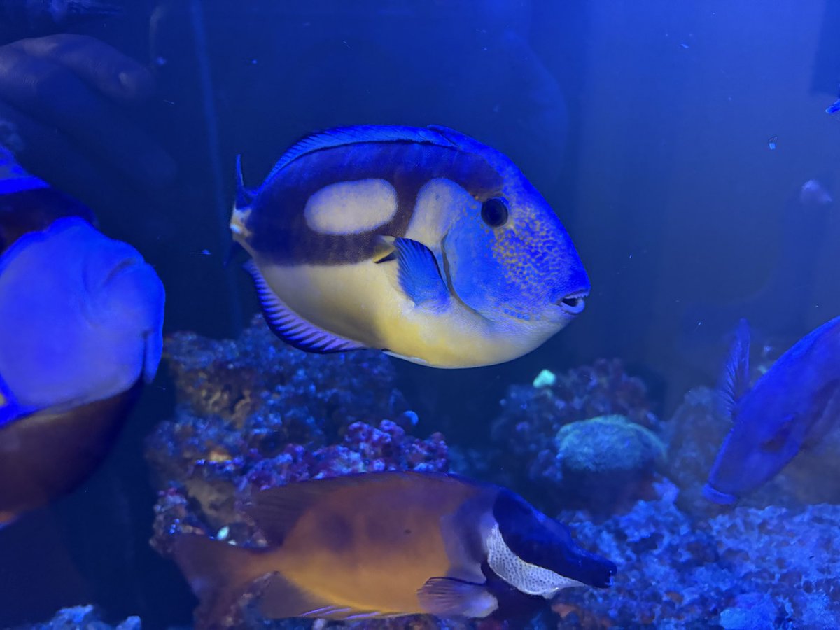 Michael O'Dell tweet media