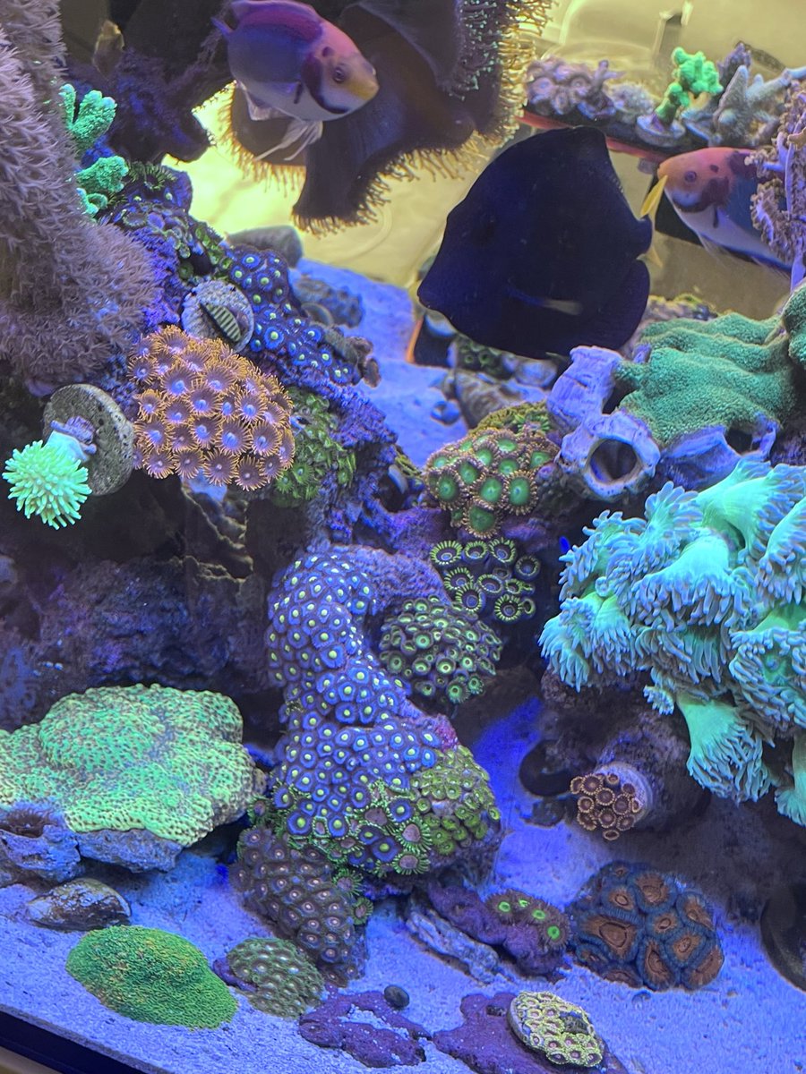 🪸撮ってたら覗きにきた🐟
パンちゃん(パープルタン)13cm
ソロールフェアリーラス13cm
ソロールフェアリーラス8cm