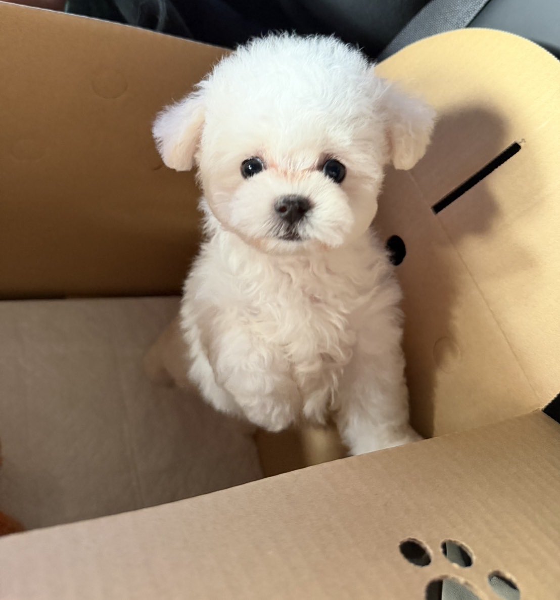 CoPaHiPo🦛 tweet media