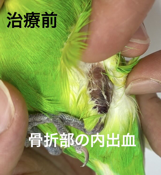 永嶋 惇平@とくしま鳥の病院 tweet media