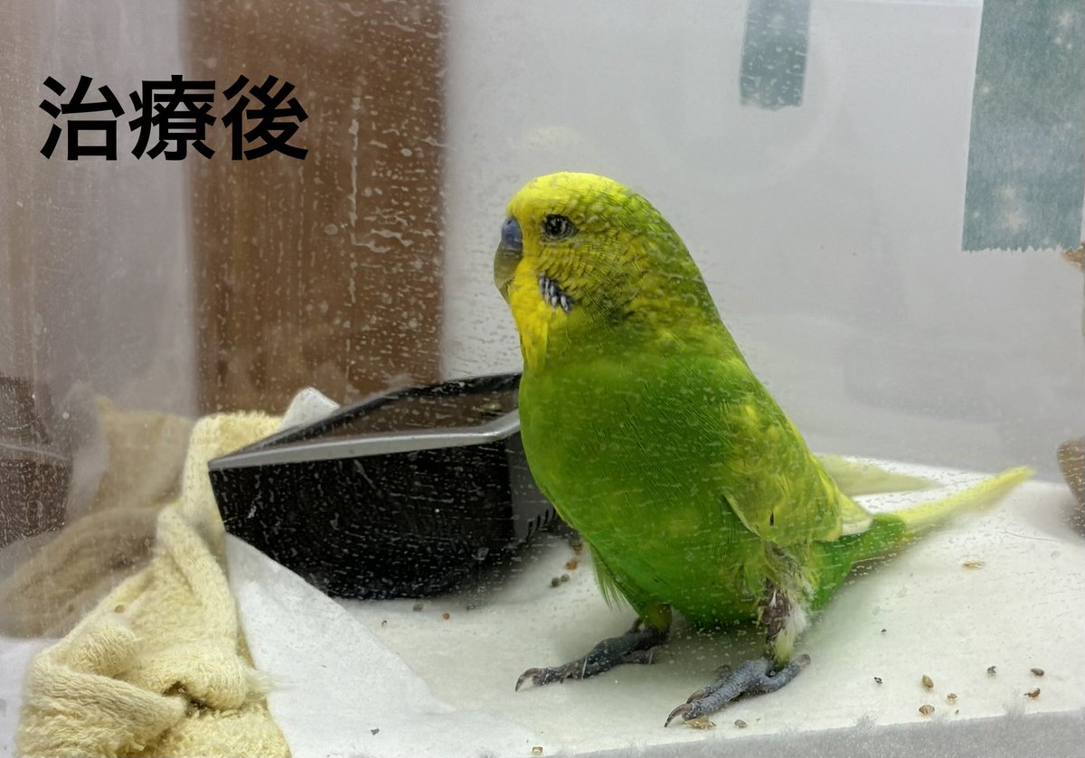 永嶋 惇平@とくしま鳥の病院 tweet media