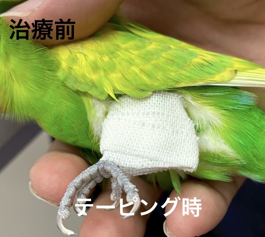 永嶋 惇平@とくしま鳥の病院 tweet media