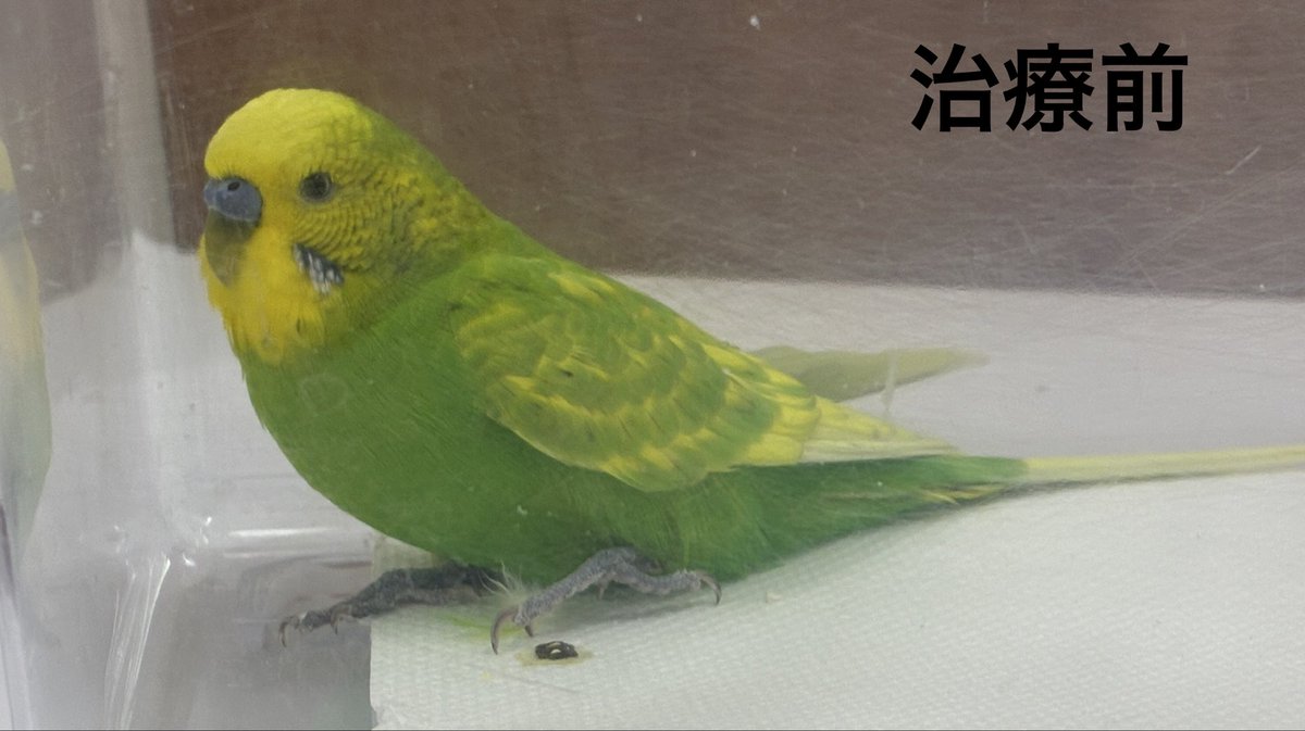 永嶋 惇平@とくしま鳥の病院 tweet media