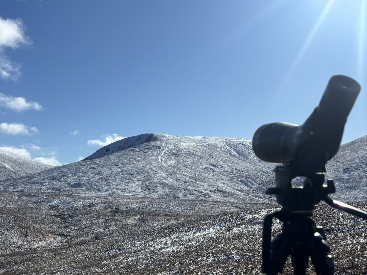 feelsEAeagley's tweet photo. Good week at work. Lots of golden eagle action and nice support work from goshawk, hen harrier and kite. Whooper swan and pink feet on the move as well and a rough legged buzzard on the way to top up a flat tyre. https://t.co/nl2LcJjinH