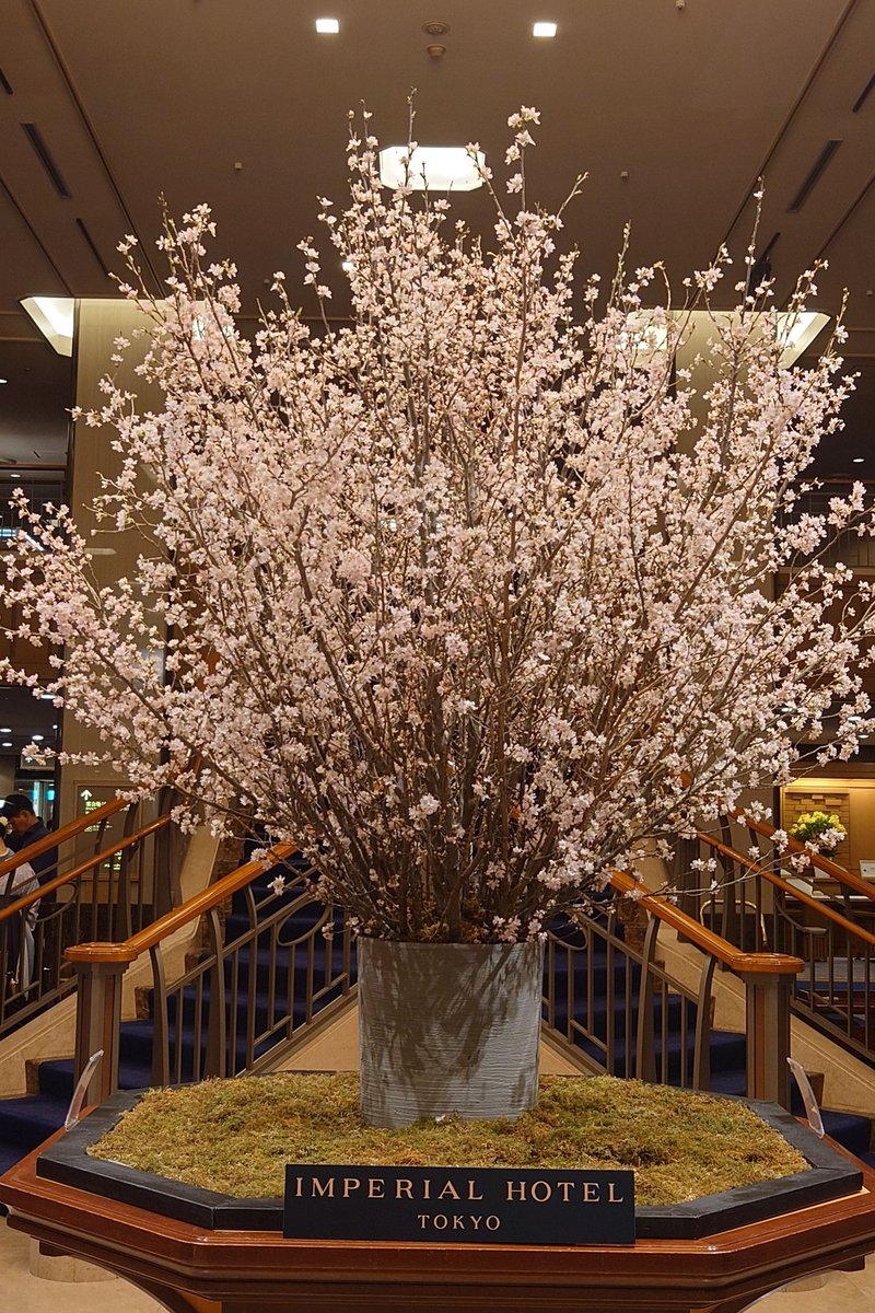 pinoko1006's tweet photo. 東京宝塚劇場・阪急交通社貸切公演。大劇場から約2カ月ぶりの、星組な瑠風輝サマでしたが、伸びやかなお歌で、すっかり星組のお兄さま。遠征して良かったデス。 https://t.co/6tZk92kA3m