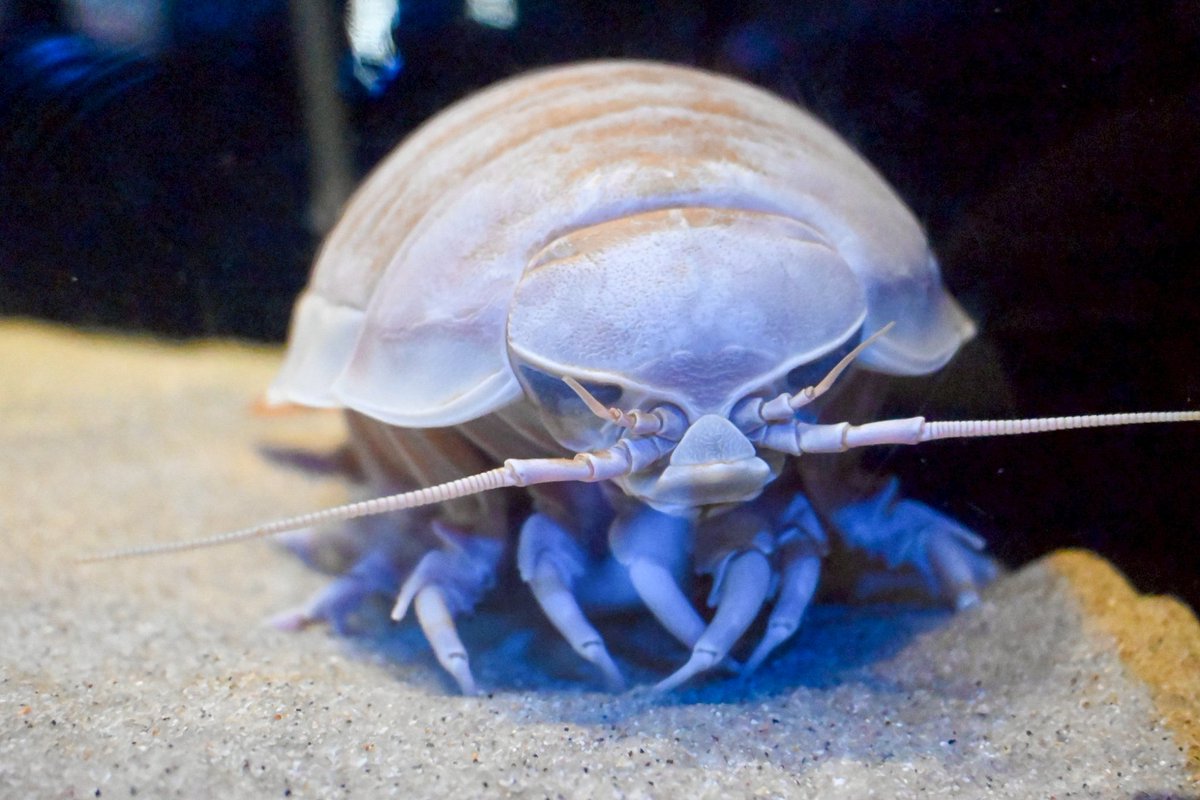 beginner_kBOT's tweet photo. 日本で唯一の深海に特化した「沼津港深海水族館」も楽しかったです😙 https://t.co/q2ctyMhHTF