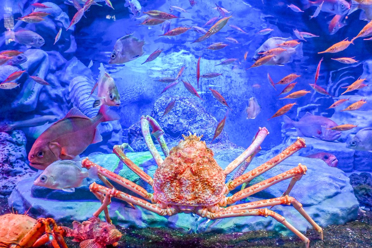 beginner_kBOT's tweet photo. 日本で唯一の深海に特化した「沼津港深海水族館」も楽しかったです😙 https://t.co/q2ctyMhHTF