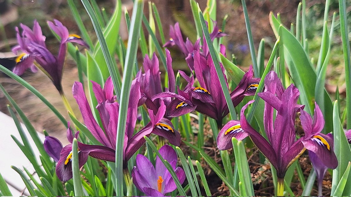 Ron Methorst tweet media