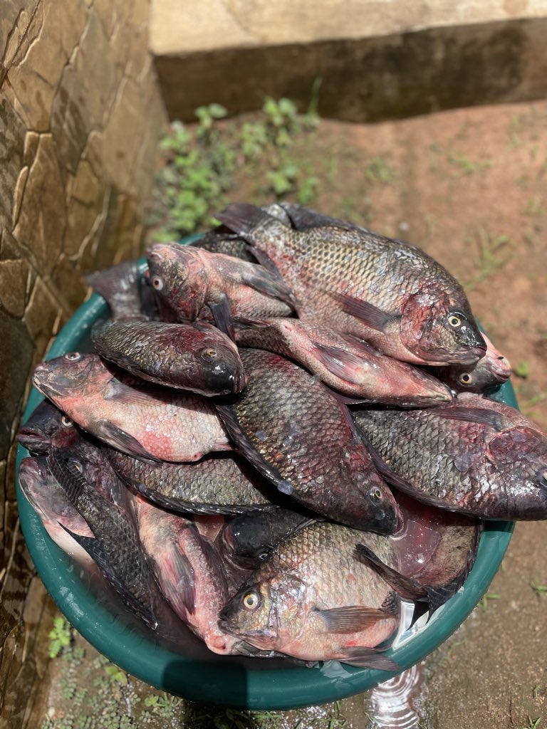 MarekaMalili's tweet photo. Women's Day hawa Wamama wakumbushwe, umri wa kula red meat umepita, Uzito mkubwa ukichanganya na Uric Acid ni hatari 😀
Tunaha Oda za Samaki Fresh na wa Kukaanga 🙏🏼
0762344677 https://t.co/3IHddMP6PN