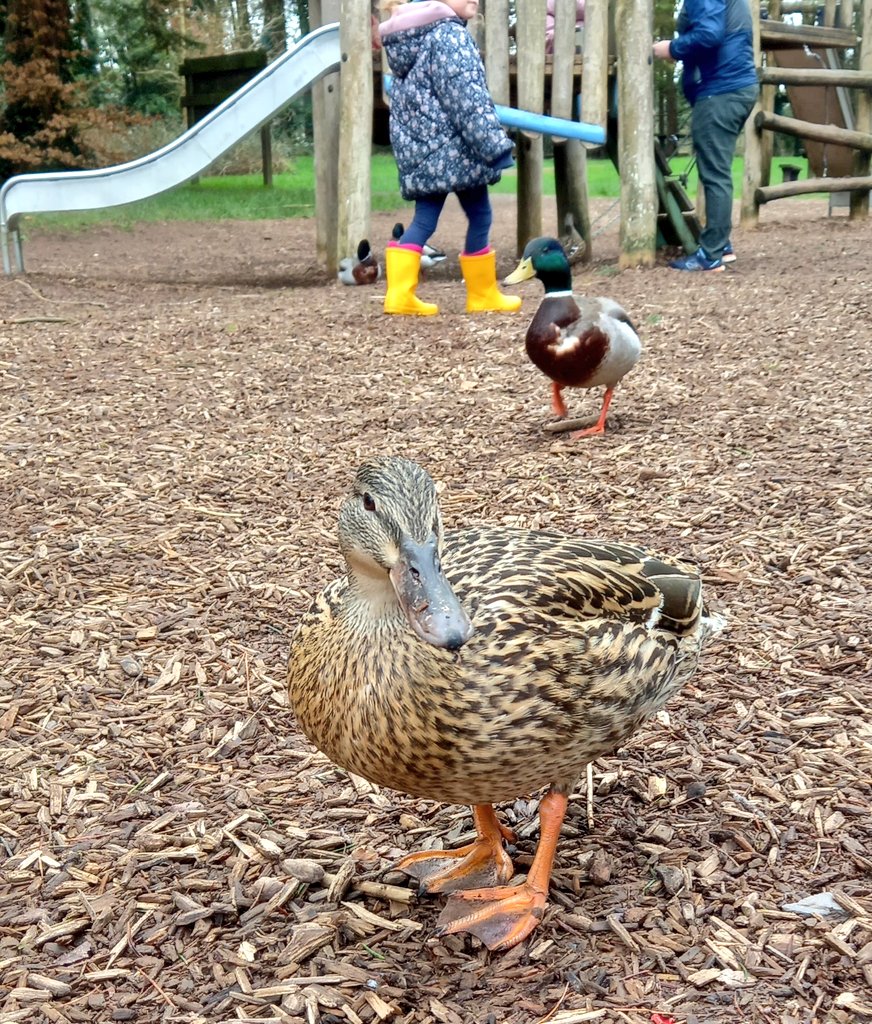 Bill Linnane tweet media