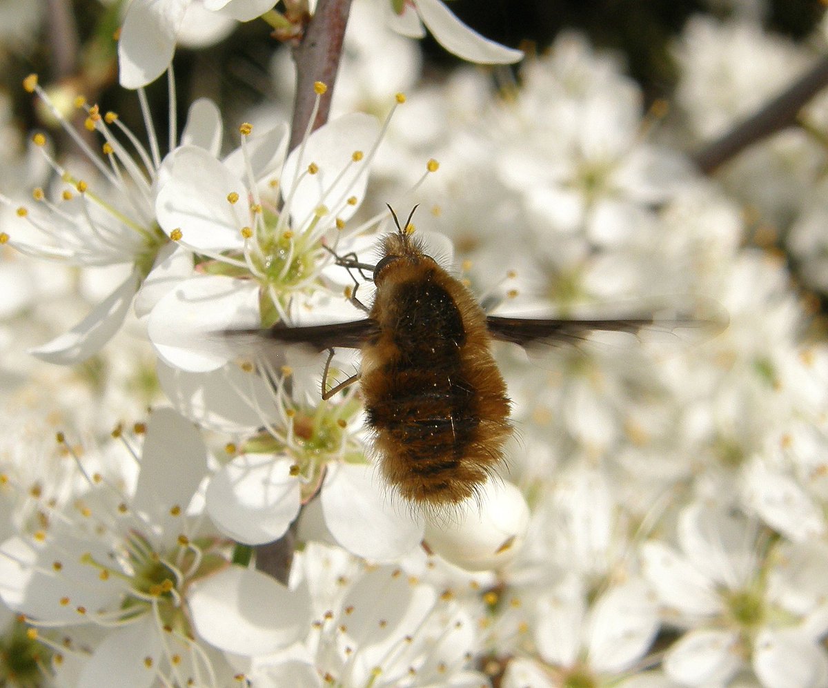 Steven Falk tweet media