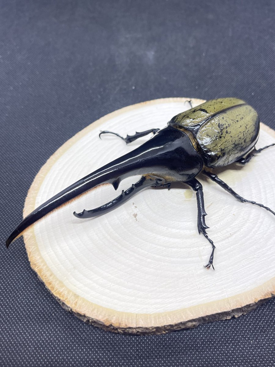 KaZuYa18 tweet media