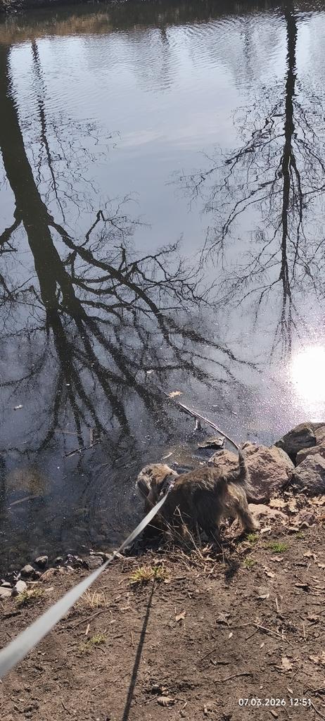 TIMMY 🐾❤️ & Mom👧🦔🐔🌷🌸🌿 tweet media