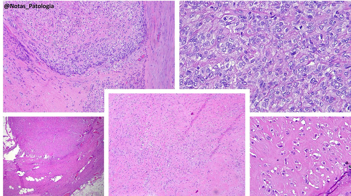 NotasDePatologia tweet media
