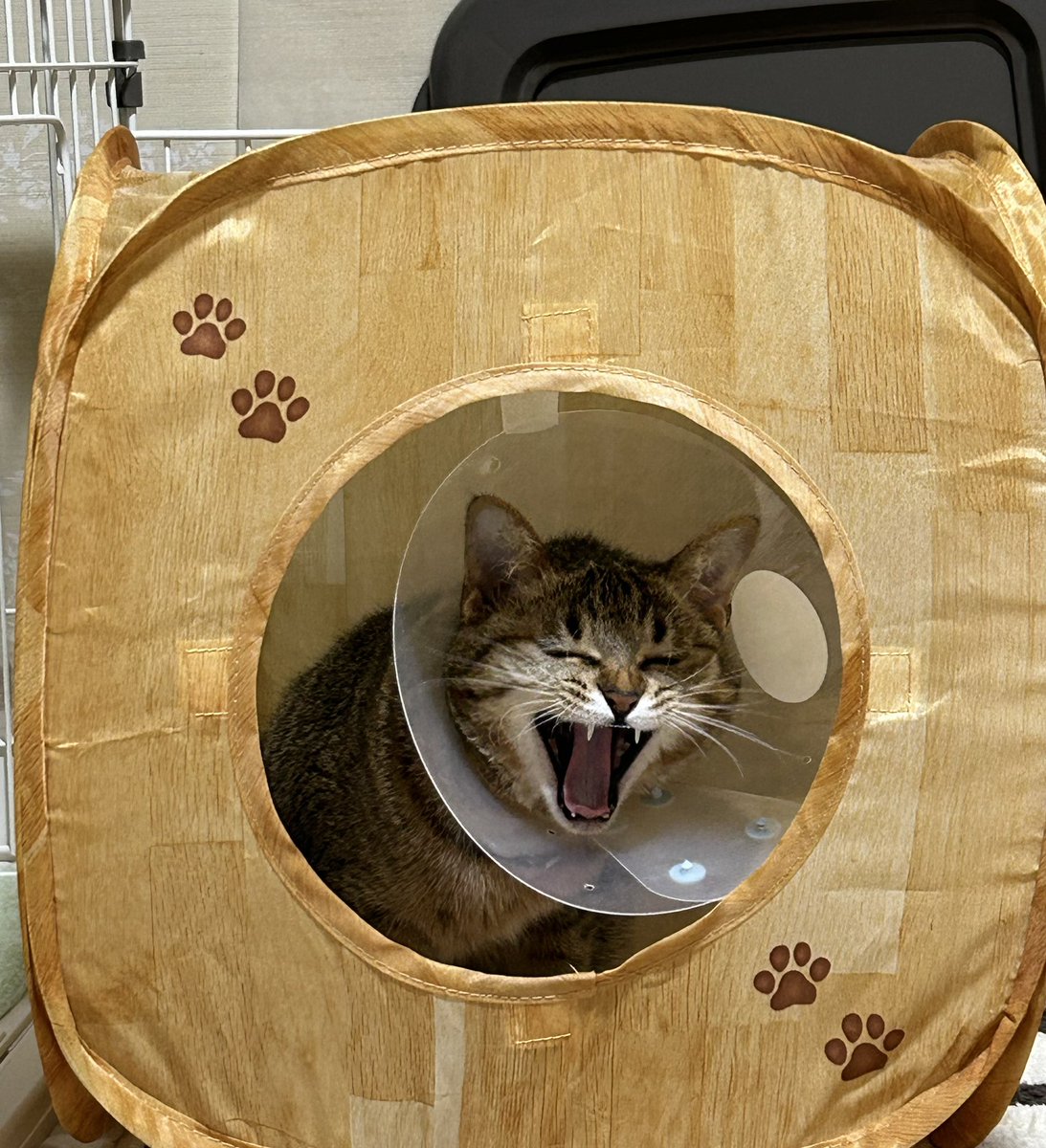 お気に召した感じ