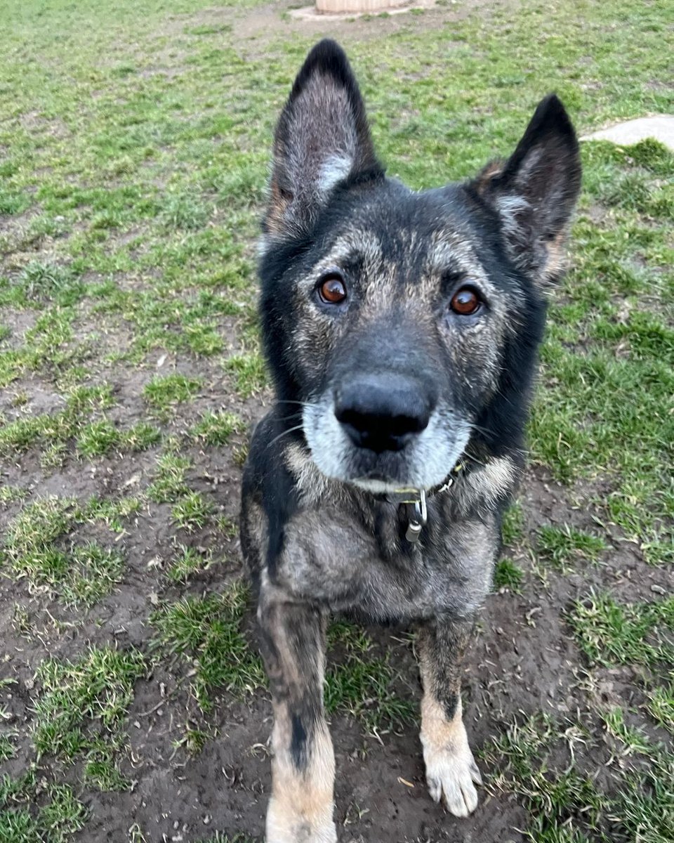 Animal Adoptions UK 🐕🦺🐈🐎❤️ tweet media