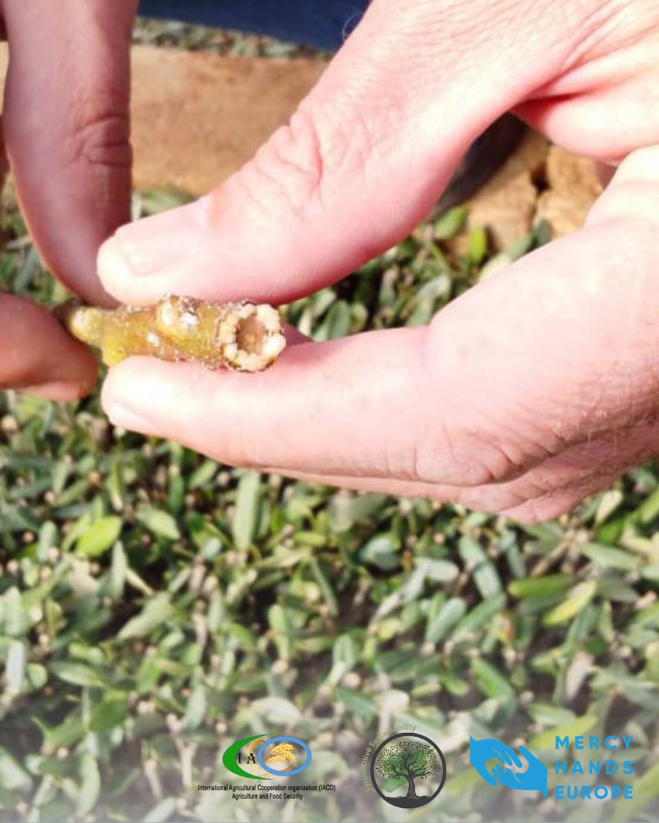 Mercy Hands Europe tweet media