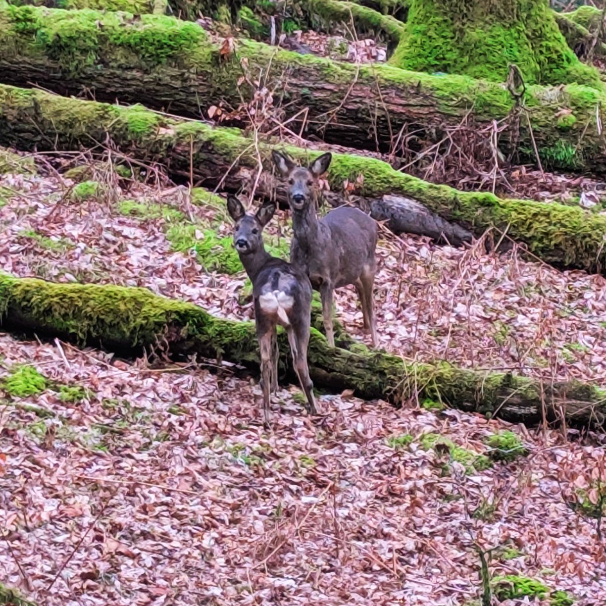 LakesPaul tweet media