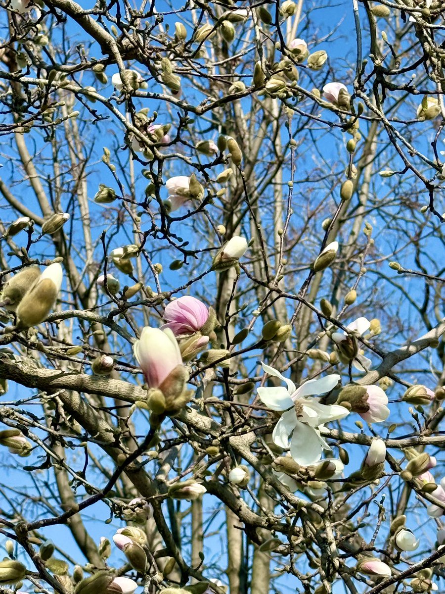 Обычная сицилийская хрень tweet media