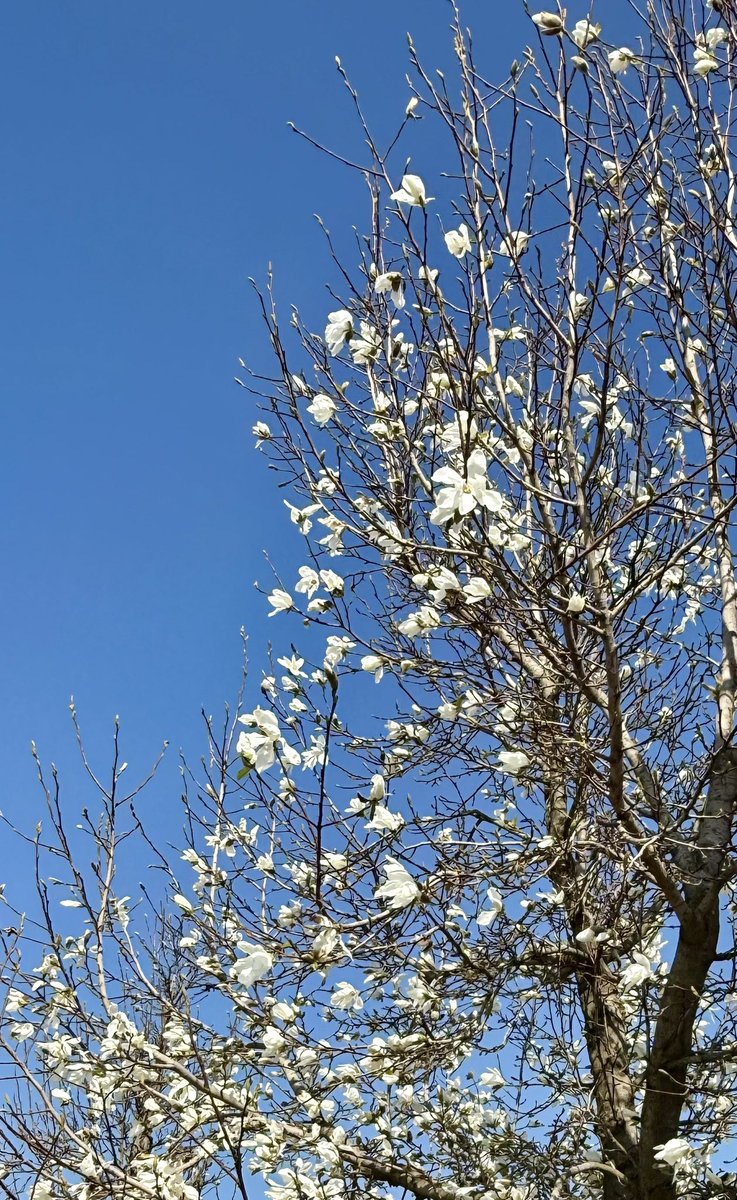 Обычная сицилийская хрень tweet media