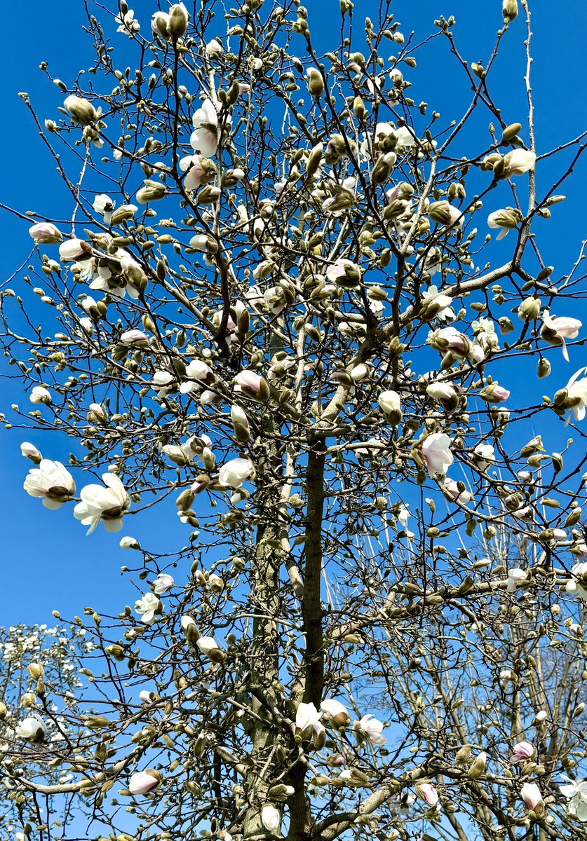 Обычная сицилийская хрень tweet media