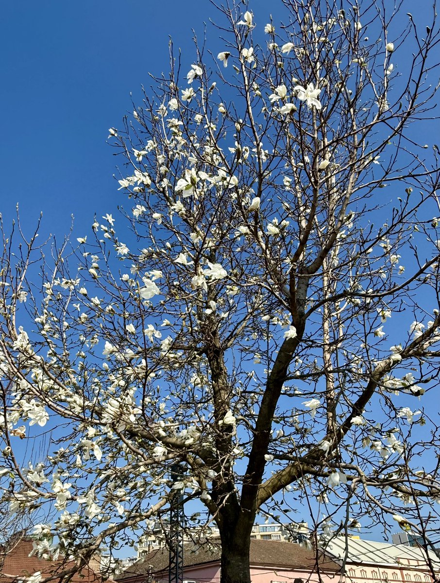 Обычная сицилийская хрень tweet media