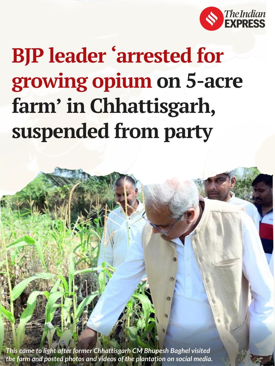 zoo_bear's tweet photo. This incident came to light after former Chhattisgarh CM Bhupesh Baghel visited the farm and posted photos and videos of the plantation on social media. National Godi media and Godi Anchors are asked to maintain pin drop silence. https://t.co/uatTwbVqH4