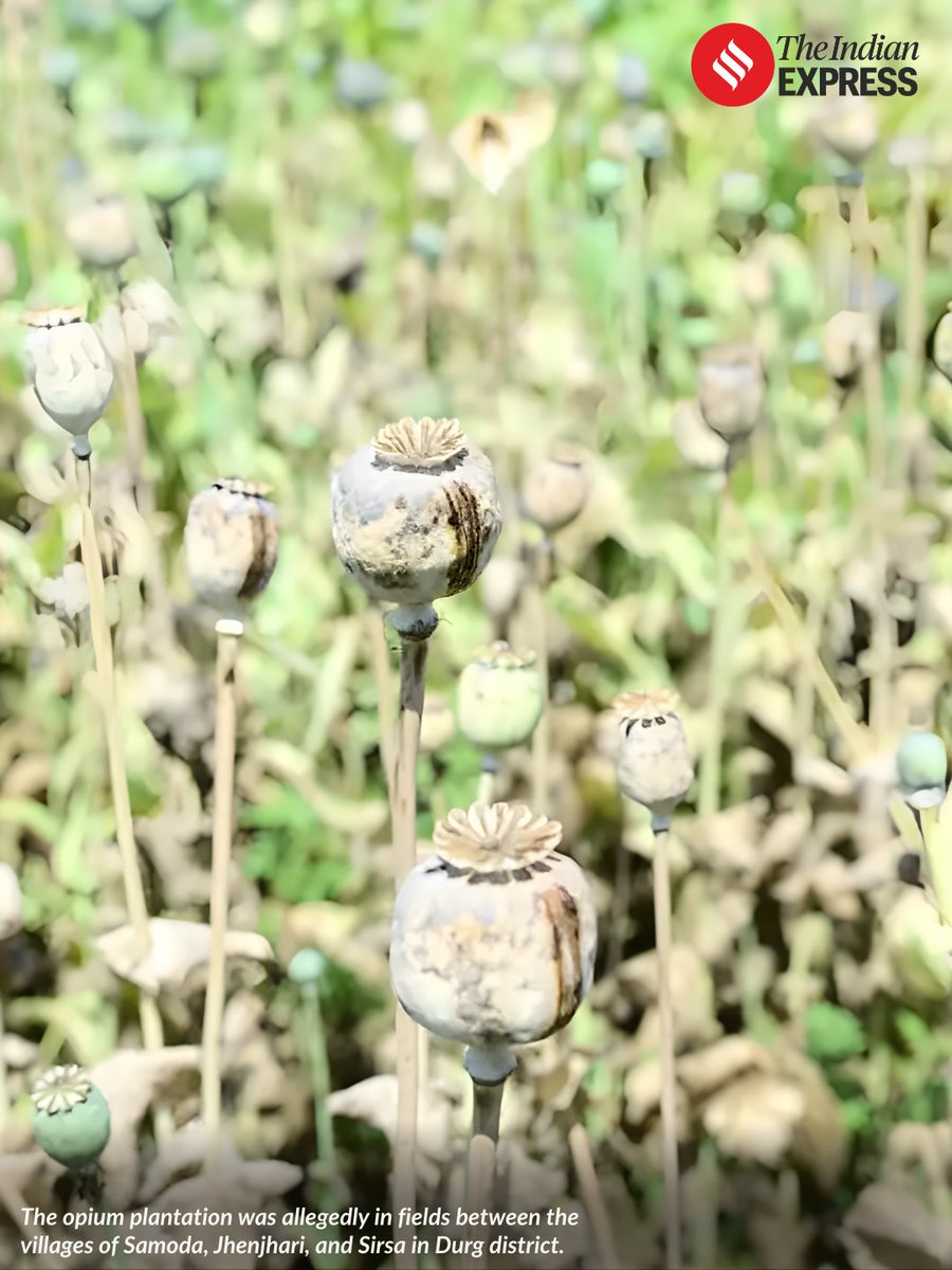 zoo_bear's tweet photo. BJP leader Vinayak Tamrakar was arrested with his 2 aides for growing opium on a 5-acre farm in Chhattisgarh’s Durg district. He had deployed bouncers and CCTV cameras to monitor illegal opium cultivation worth ₹8 crore. 
The Durg Police arrested Vinayak Tamrakar who was working as state coordinator for rice mill processing work in the BJP’s farmers’ wing.