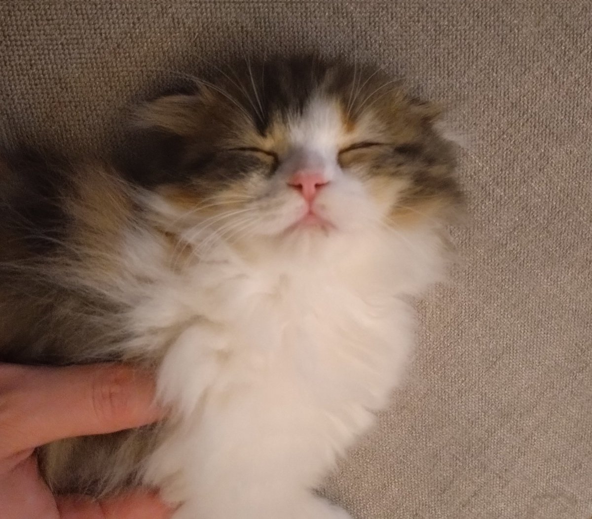 猫飼うの念願でしたわ 