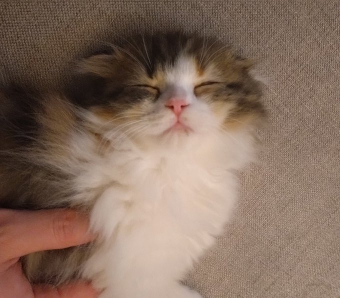 猫飼うの念願でしたわ 