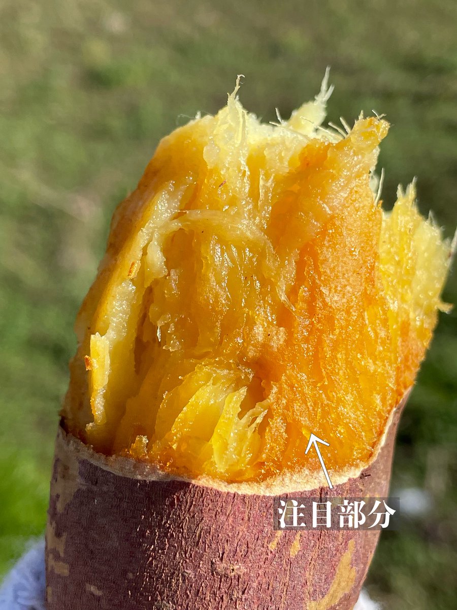 OIMOYA - 十人十芋 tweet media