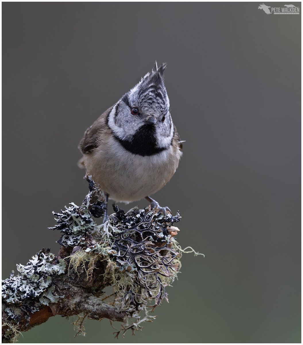 Pete Walkden tweet media