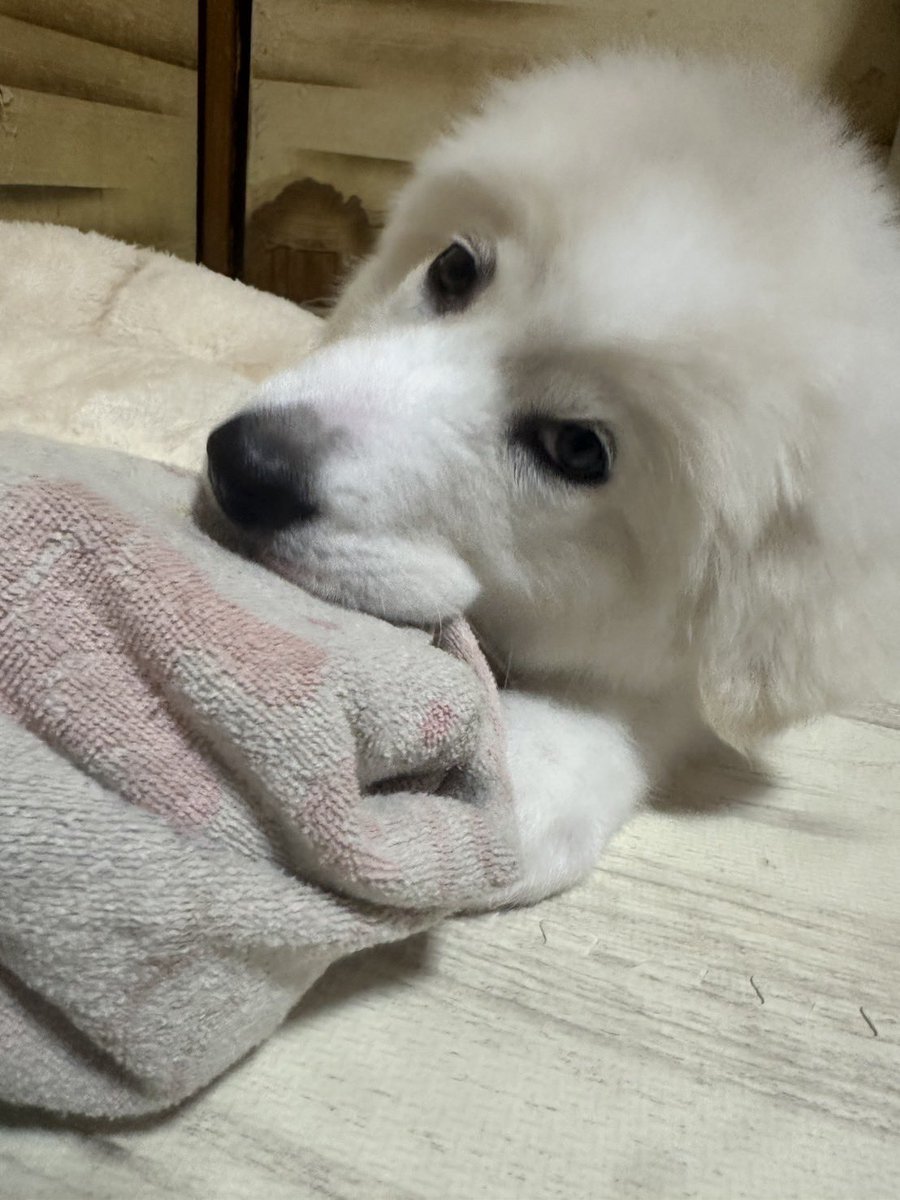 犬のトイレトレーニングって
まじどうしたらいいの
初めて自分でお迎えしたら
まじでわかんない
助けて