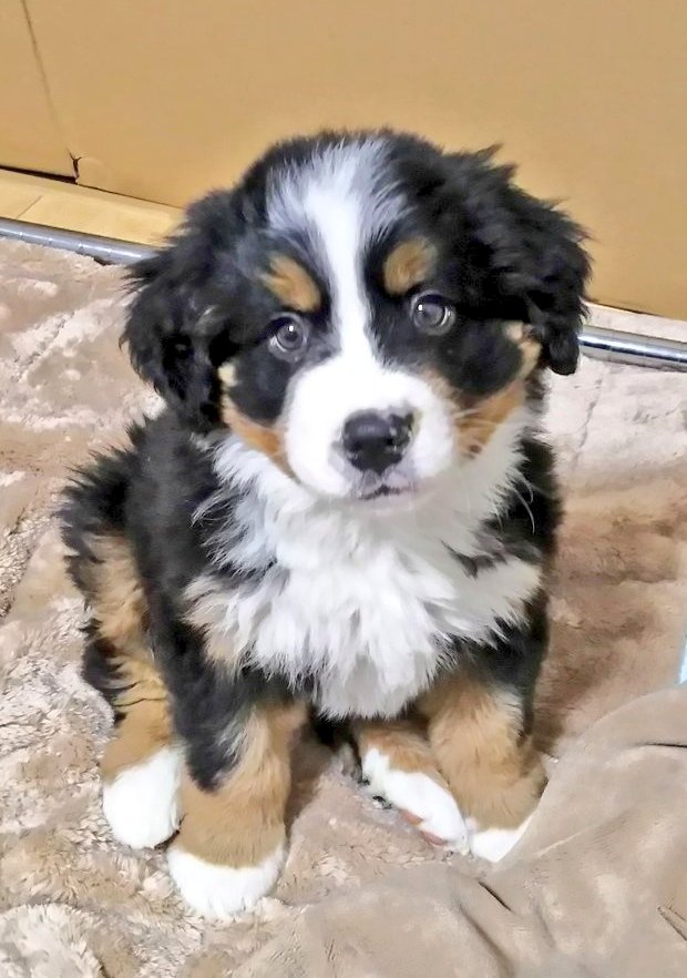 ここあ tweet media