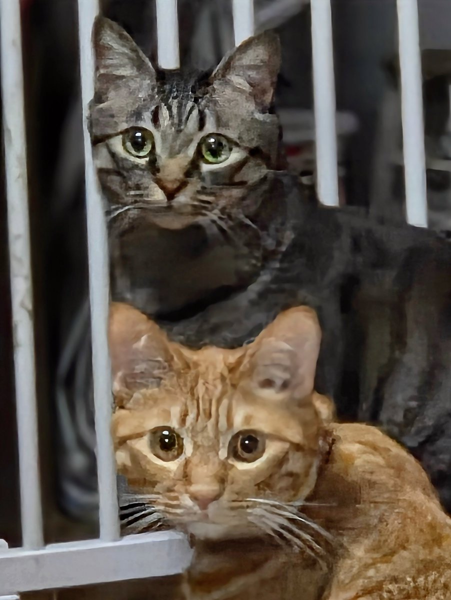 大工の ひろさん tweet media