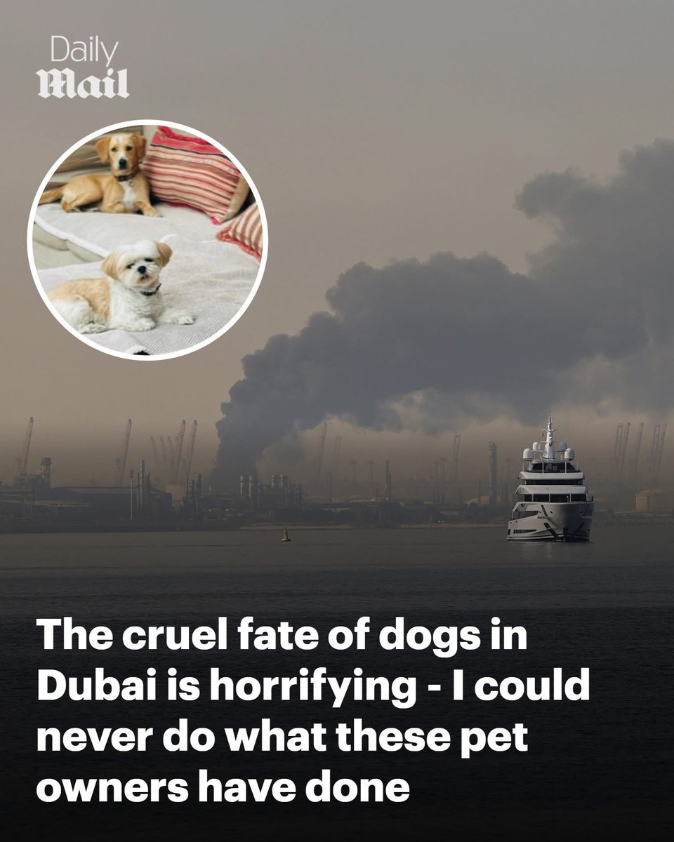 Shame On Them 😡

Expats fleeing Dubai due to rising Middle East tensions are abandoning pets, with vets reporting a surge in requests for euthanasia of healthy animals. Many pets are left at shelters, on the streets, or in apartments. Volunteers and groups are desperately trying