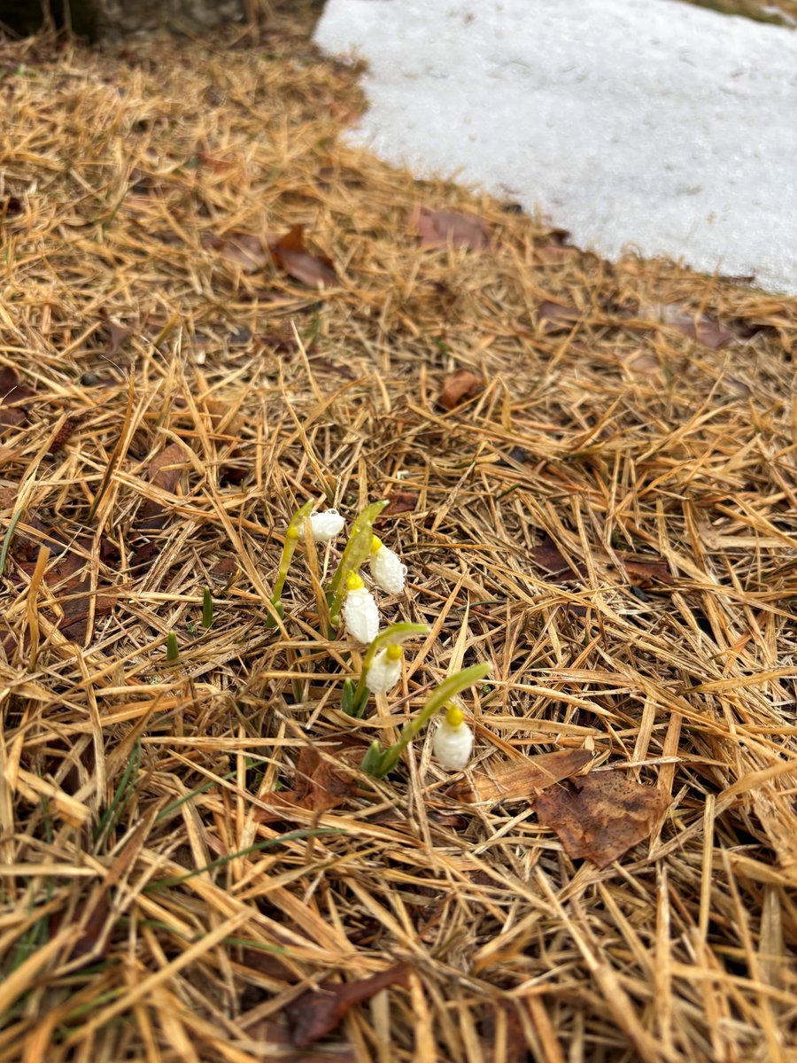 Mark D. Siegel tweet media