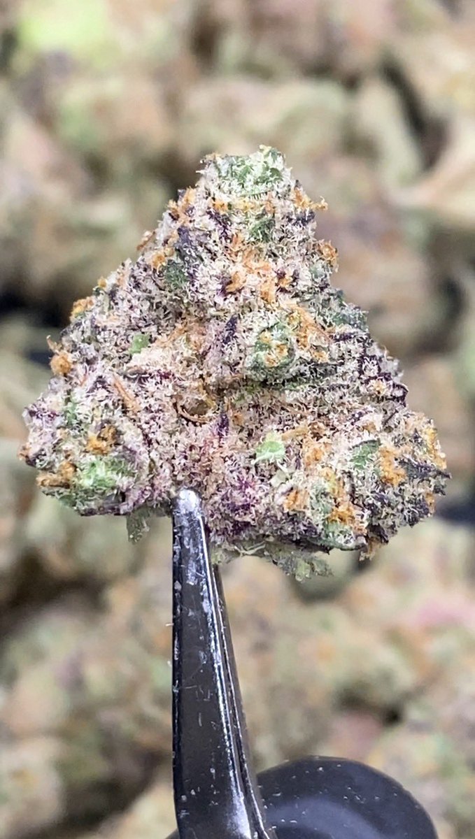 HBud555991's tweet photo. Sugar Tarts 🍬🍭
Indica 50% Sativa 50%
THC ≈ 25%
Flavors : 🍬 Candy · 🍓 Fruity · 🍋 Tart · 🌿 Herbal
Contact Line➡️ https://t.co/eW6KRyECbA
#กัญชา #weed #กัญชากรุงเทพ #OG #สายเขียว #cannabis #กัญชาส่งGrab https://t.co/lucgKoFe5C