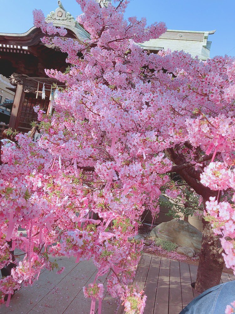 cocon_lollipop's tweet photo. 目まぐるしく回る日々の中で
見つける小さな幸せ🌸

なかなかお話できてませんが
今年も沢山お届けできますように✨ https://t.co/71CLNFlYH0