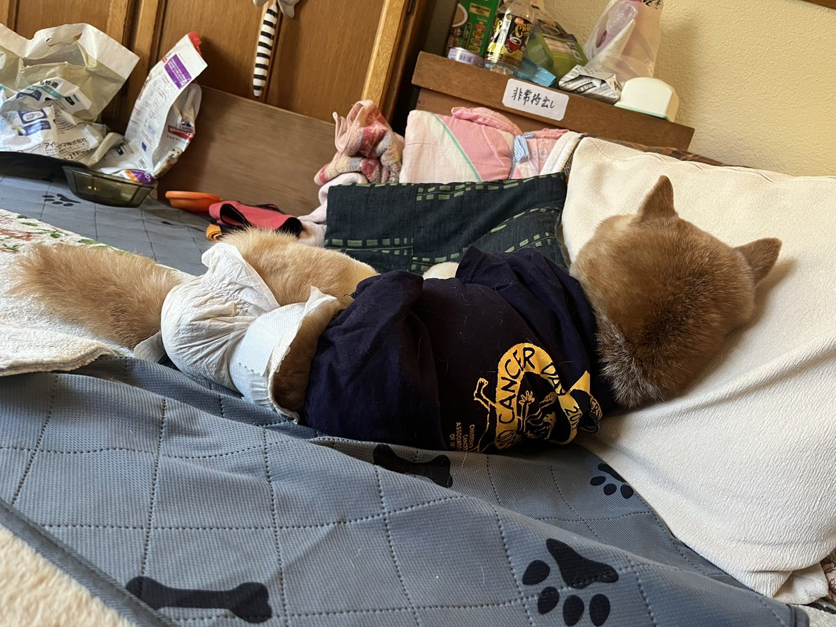 rikuinu's tweet photo. 休日にテレビ見ながらうたた寝するお父さん犬
#柴犬 https://t.co/CeBfJNbdwA