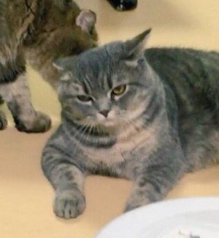 猫しか勝たん tweet media