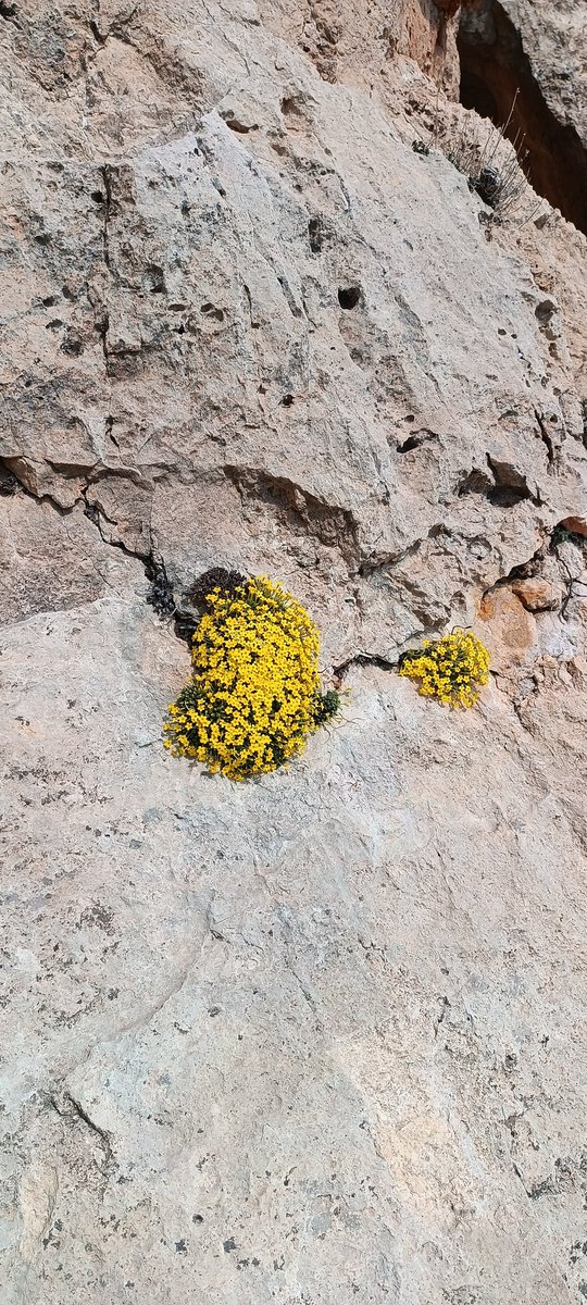 Can veren Allah'tır