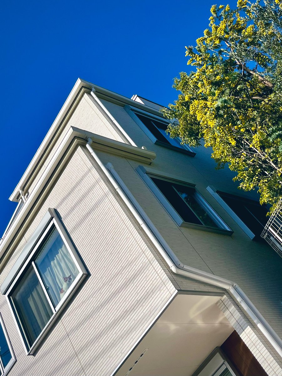 4XGQBO0gUSqvFCW's tweet image. 猫とミモザ🐈
#windowcat