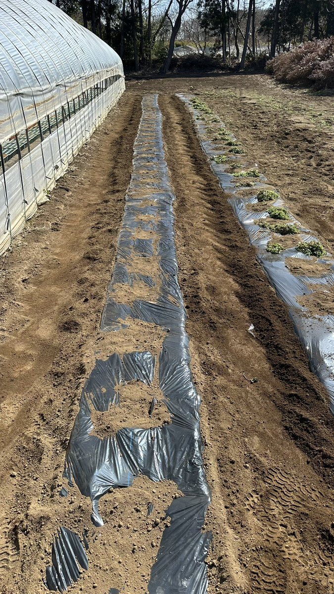 無事にキタアカリ植え付け終了！
植え付けしながら周りの雑草むしって、土を払ってマルチの上…乾燥させてパリパリにして土に戻す
雑草も上手くやりゃ堆肥だからね
